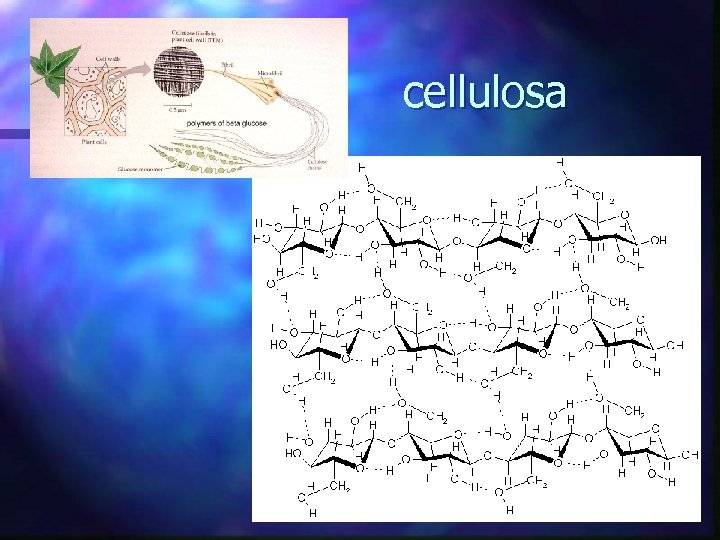 cellulosa 