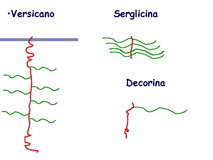  • Versicano NH 3+ Serglicina NH 3+ COO- Decorina NH 3+ COOCOO- 