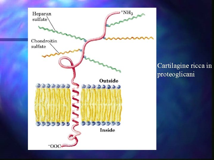 Cartilagine ricca in proteoglicani 