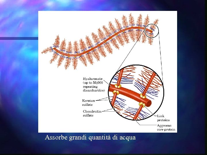 Assorbe grandi quantità di acqua 