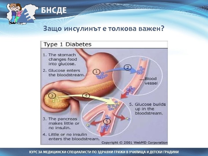 Защо инсулинът е толкова важен? 