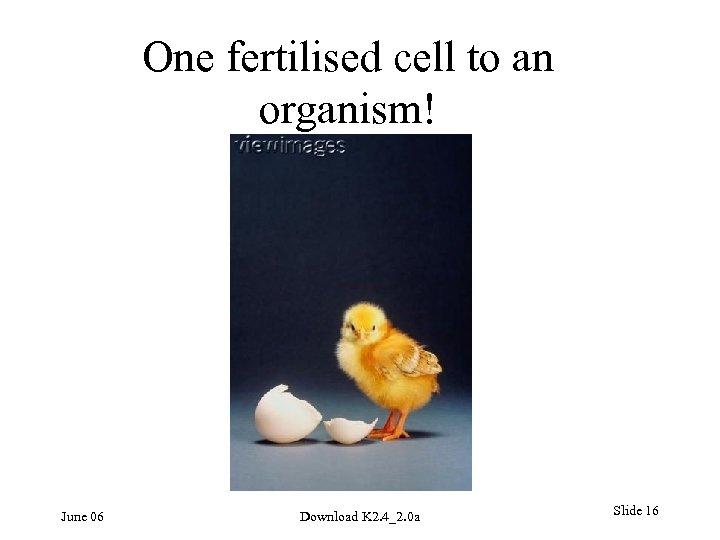 One fertilised cell to an organism! June 06 Download K 2. 4_2. 0 a