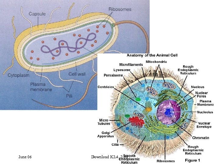 Genes • What are your genes? • Do bacteria have genes? • Is the