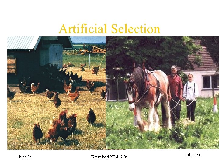 Artificial Selection June 06 Download K 2. 4_2. 0 a Slide 31 