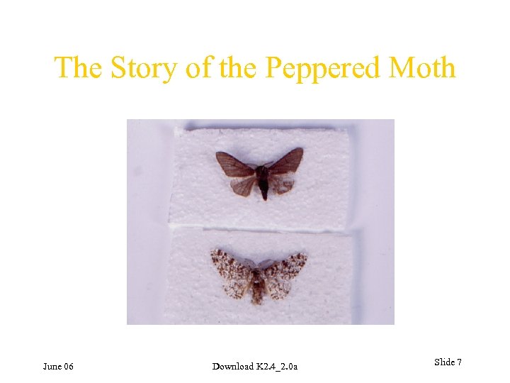The Story of the Peppered Moth June 06 Download K 2. 4_2. 0 a