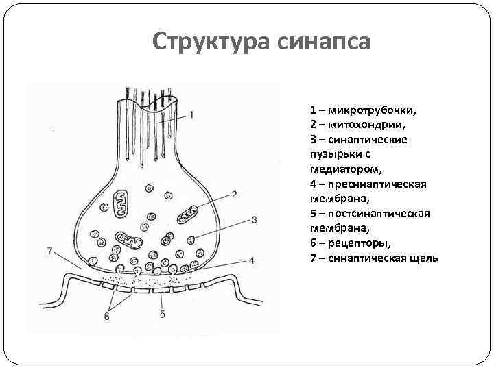 Структура синапса 1 – микротрубочки, 2 – митохондрии, 3 – синаптические пузырьки с медиатором,