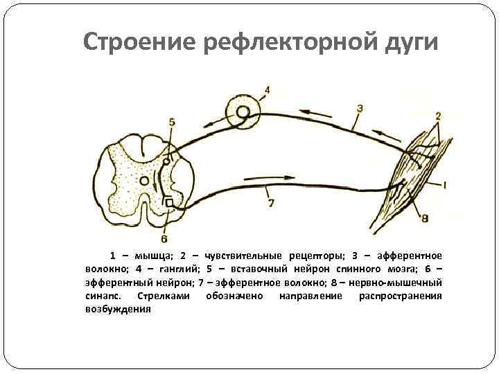 Строение рефлекторной дуги 1 – мышца; 2 – чувствительные рецепторы; 3 – афферентное волокно;