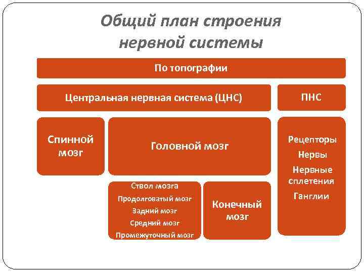 Общий план строения нервной системы По топографии Центральная нервная система (ЦНС) Спинной мозг Головной