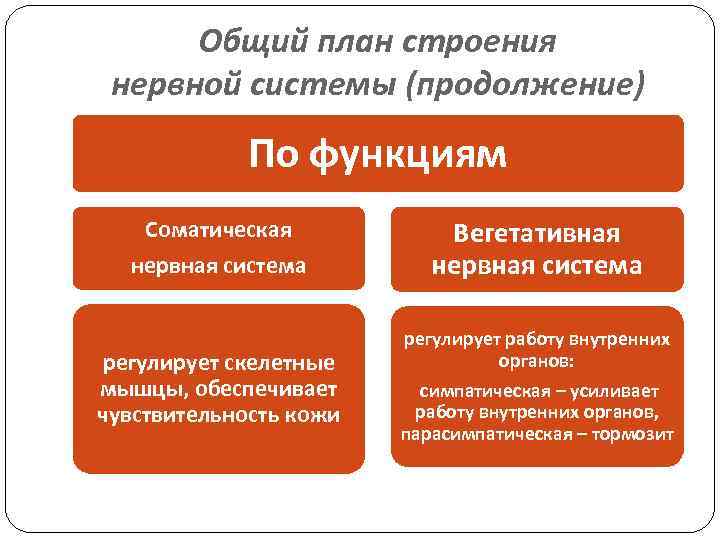 Общий план строения нервной системы (продолжение) По функциям Соматическая нервная система Вегетативная нервная система