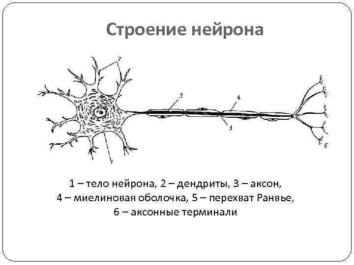 Строение нейрона 1 – тело нейрона, 2 – дендриты, 3 – аксон, 4 –