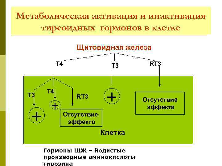 Метаболическая активация и инактивация тиреоидных гормонов в клетке Щитовидная железа Т 4 Т 3
