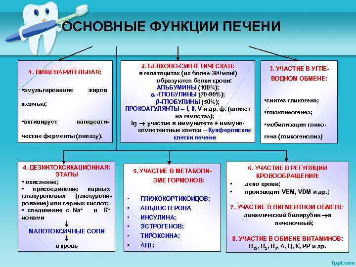 ОСНОВНЫЕ ФУНКЦИИ ПЕЧЕНИ 1. ПИЩЕВАРИТЕЛЬНАЯ: • эмульгирование жиров желчью; • активирует панкреати- ческие ферменты