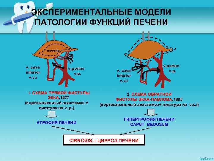 ЭКСПЕРИМЕНТАЛЬНЫЕ МОДЕЛИ ПАТОЛОГИИ ФУНКЦИЙ ПЕЧЕНИ печень v. cava inferior v. c. i v. portae