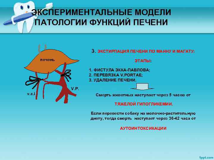 ЭКСПЕРИМЕНТАЛЬНЫЕ МОДЕЛИ ПАТОЛОГИИ ФУНКЦИЙ ПЕЧЕНИ 3. ЭКСТИРПАЦИЯ ПЕЧЕНИ ПО МАННУ И МАГАТУ: печень ЭТАПЫ: