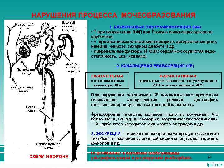 НАРУШЕНИЯ ПРОЦЕССА МОЧЕОБРАЗОВАНИЯ Извитой каналец I порядка Выносящий сосуд Приносящий сосуд Извитой каналец II