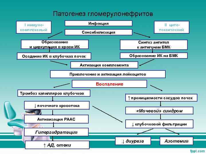 Патогенез гломерулонефритов Инфекция I иммунокомплексный II цитотоксический Сенсибилизация Образование и циркуляция в крови ИК