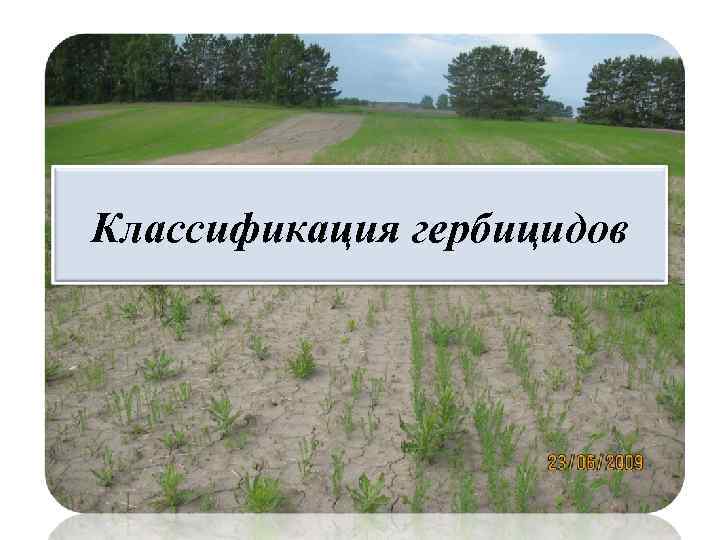 Классификация гербицидов 