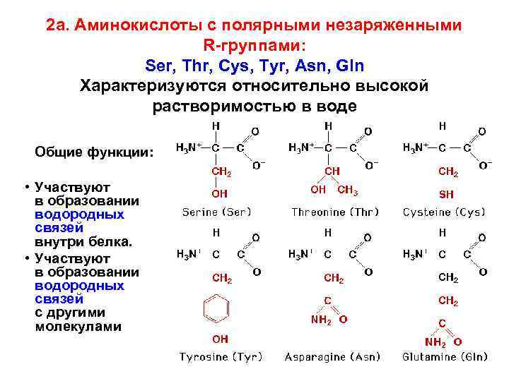 Строение аминокислот химия