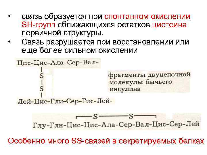  • • связь образуется при спонтанном окислении SH-групп сближающихся остатков цистеина первичной структуры.