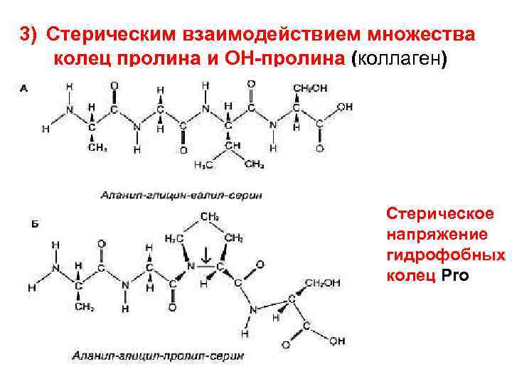 3) Стерическим взаимодействием множества колец пролина и ОН-пролина (коллаген) Стерическое напряжение гидрофобных колец Pro