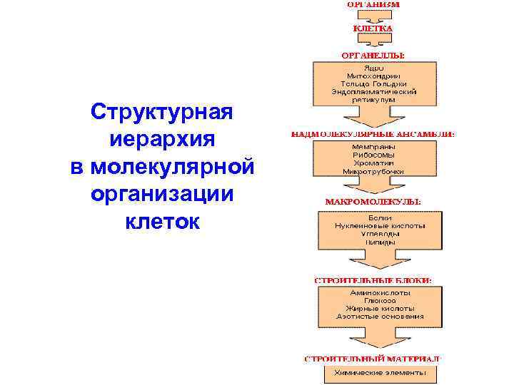 Структурная иерархия в молекулярной организации клеток 