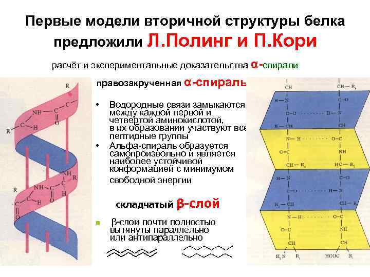 Вторичная структура белка поддерживается водородными связями