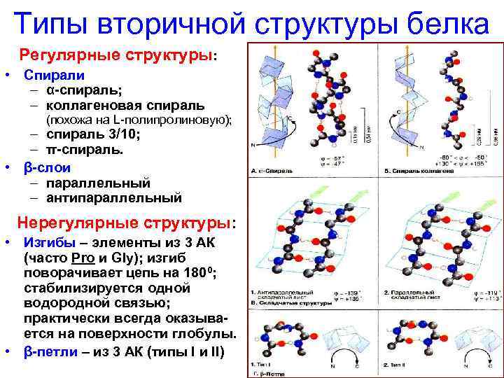 Типы вторичной структуры белка Регулярные структуры: • Спирали – α-спираль; – коллагеновая спираль (похожа