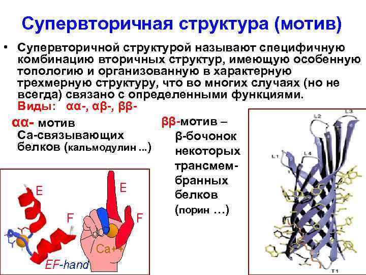 Супервторичная структура (мотив) • Супервторичной структурой называют специфичную комбинацию вторичных структур, имеющую особенную топологию