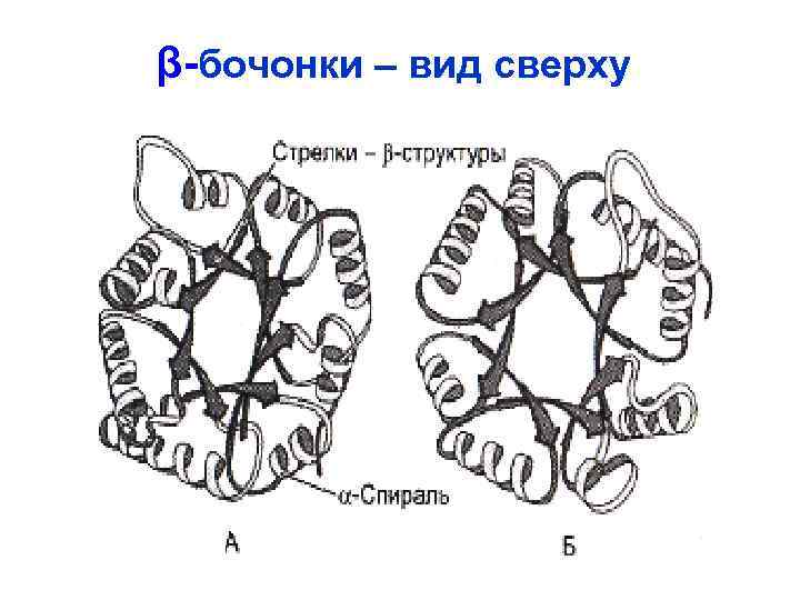 β-бочонки – вид сверху 