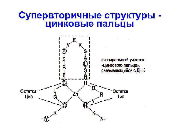 Супервторичные структуры цинковые пальцы 