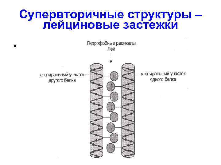 Супервторичные структуры – лейциновые застежки • 