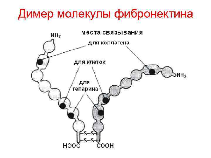 Димер молекулы фибронектина 