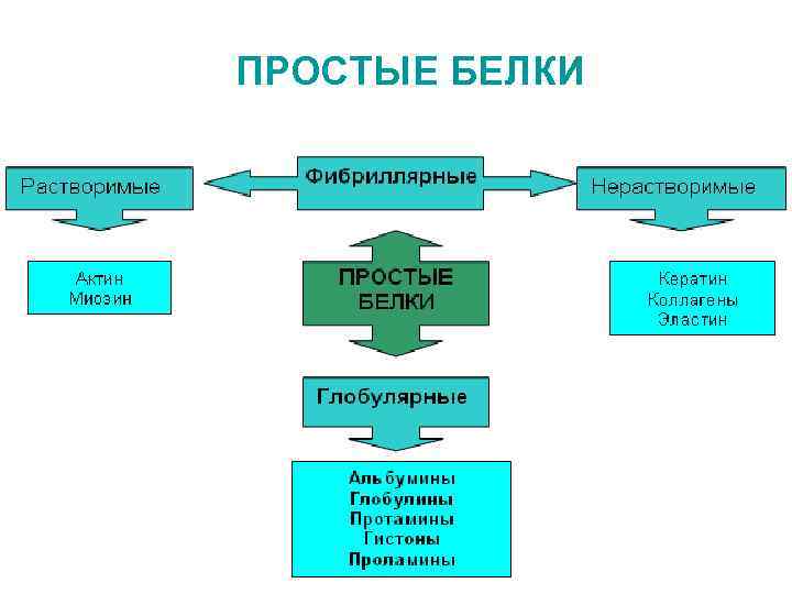 ПРОСТЫЕ БЕЛКИ 