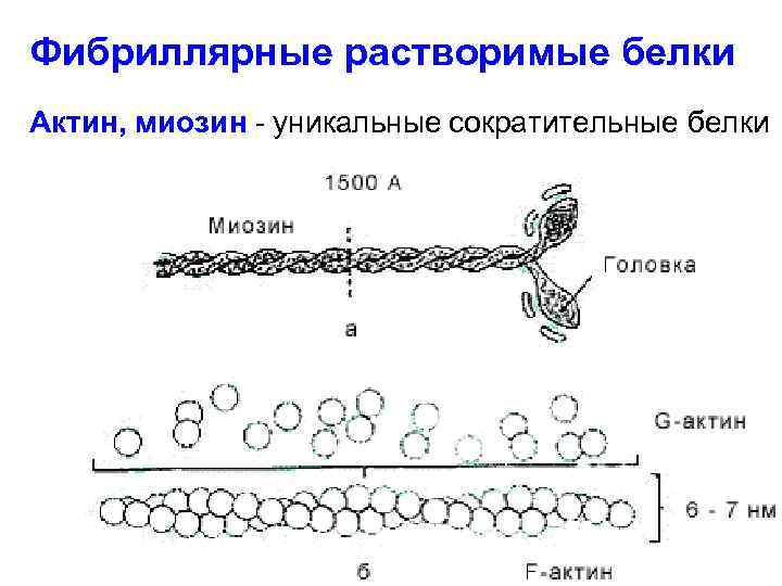 Фибриллярные растворимые белки Актин, миозин - уникальные сократительные белки 