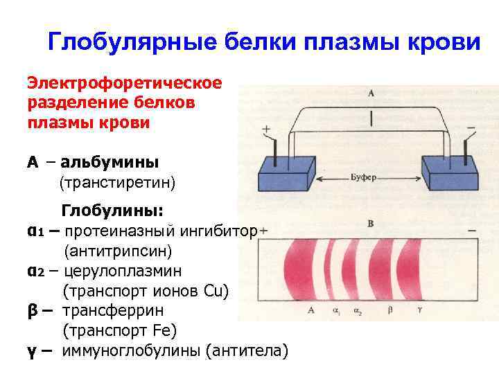 Глобулярные белки плазмы крови Электрофоретическое разделение белков плазмы крови А – альбумины (транстиретин) Глобулины: