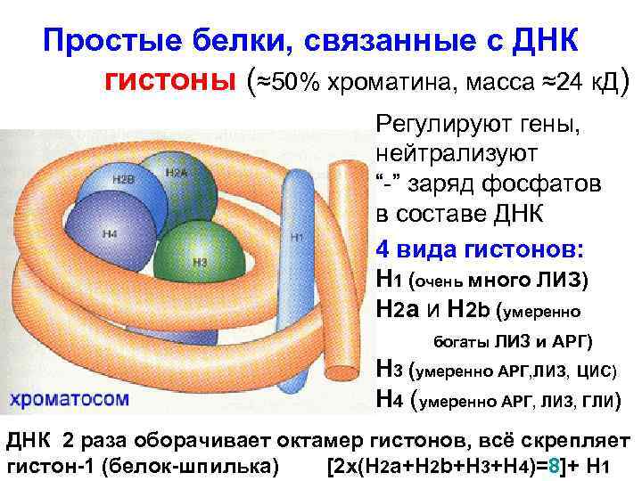 Простые белки, связанные с ДНК гистоны (≈50% хроматина, масса ≈24 к. Д) Регулируют гены,