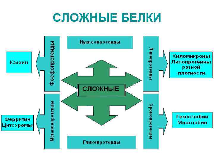 СЛОЖНЫЕ БЕЛКИ 