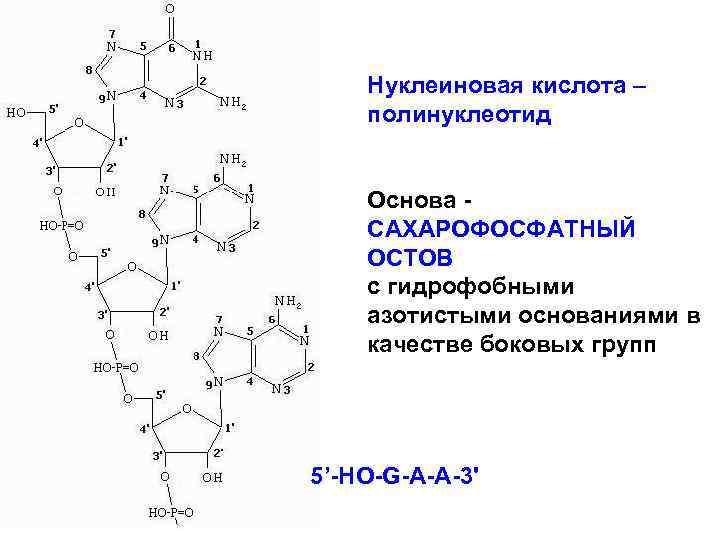 Мономер нуклеиновой кислоты аминокислота. Вторичная структура ДНК сахарофосфатный остов. Сахарофосфатный остов ДНК. Полинуклеотиды биохимия. Структура нуклеиновых кислот.