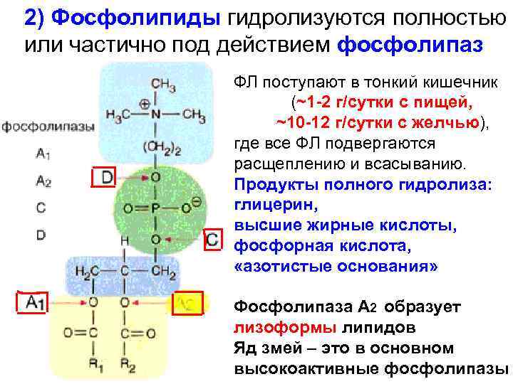 Синтез фосфолипидов схема