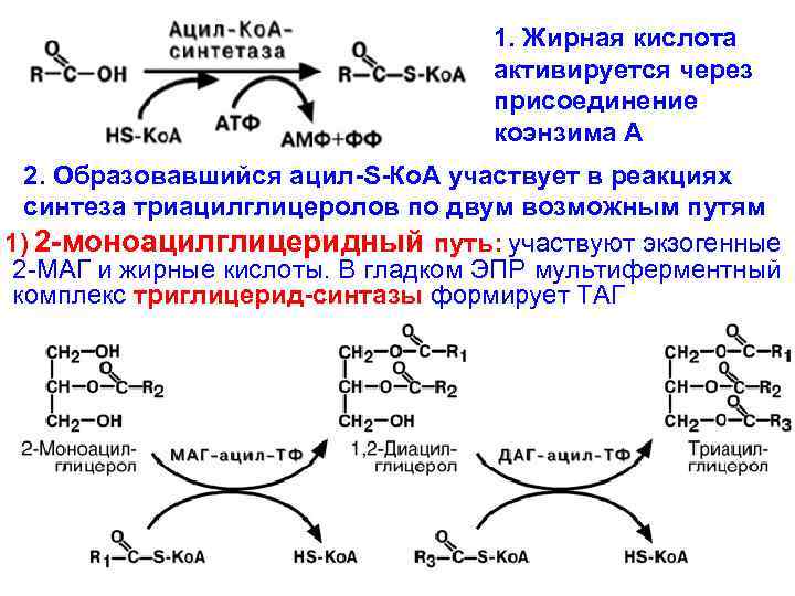 1. Жирная кислота активируется через присоединение коэнзима А 2. Образовавшийся ацил-S-Ко. А участвует в