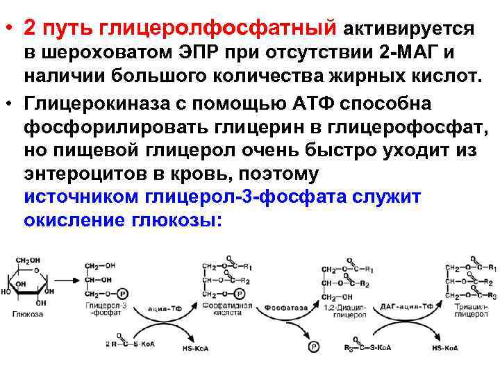  • 2 путь глицеролфосфатный активируется в шероховатом ЭПР при отсутствии 2 -МАГ и