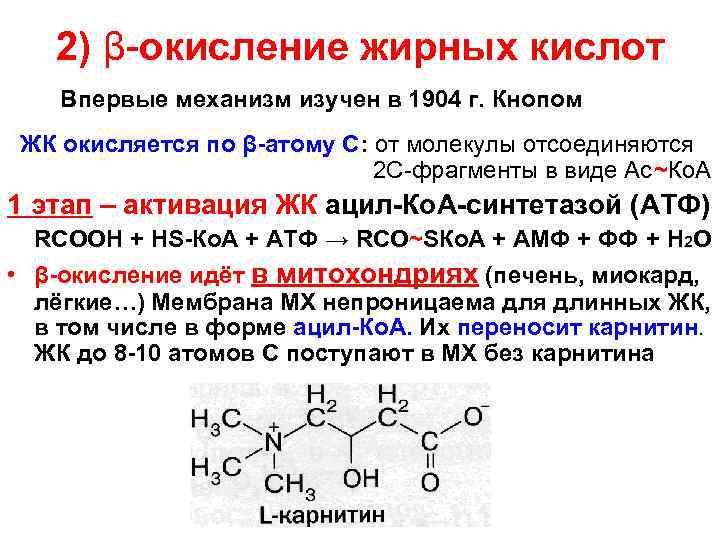 Окисление 2 кислот. Β-окисление высших жирных кислот. Окисление жирных кислот (β-окисление). Механизм бета окисления высших жирных кислот. Механизм окисления жирных кислот.