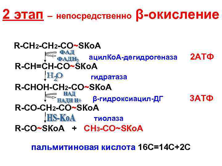 2 этап – непосредственно β-окисление R-CH 2 -CO~SКо. А ацил. Ко. А-дегидрогеназа 2 АТФ
