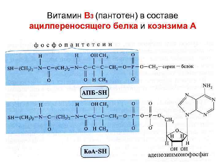 Витамин В 3 (пантотен) в составе ацилпереносящего белка и коэнзима А 