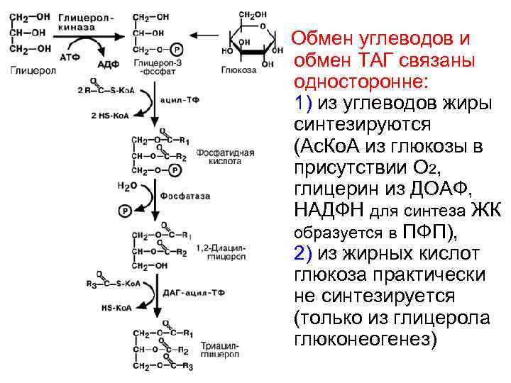 Обмен углеводов и обмен ТАГ связаны односторонне: 1) из углеводов жиры синтезируются (Ас. Ко.