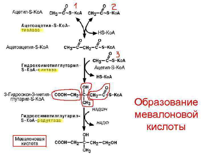 Ацетил сайт