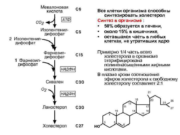 Все клетки организма способны синтезировать холестерол Синтез в организме : • 50% образуется в
