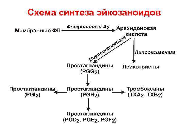 Схема синтеза эйкозаноидов 