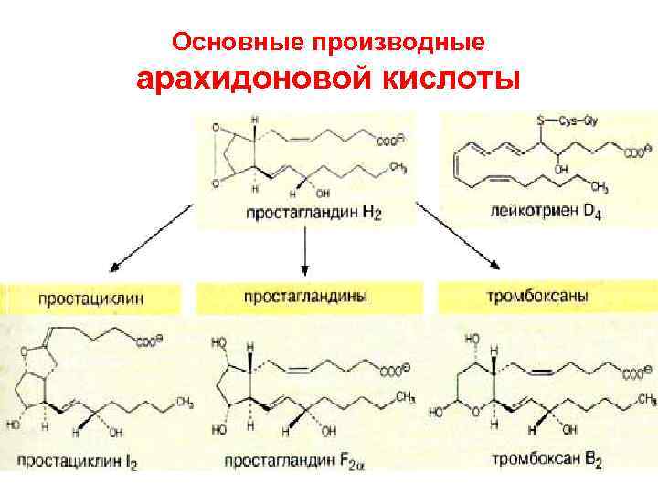 Основные производные арахидоновой кислоты 