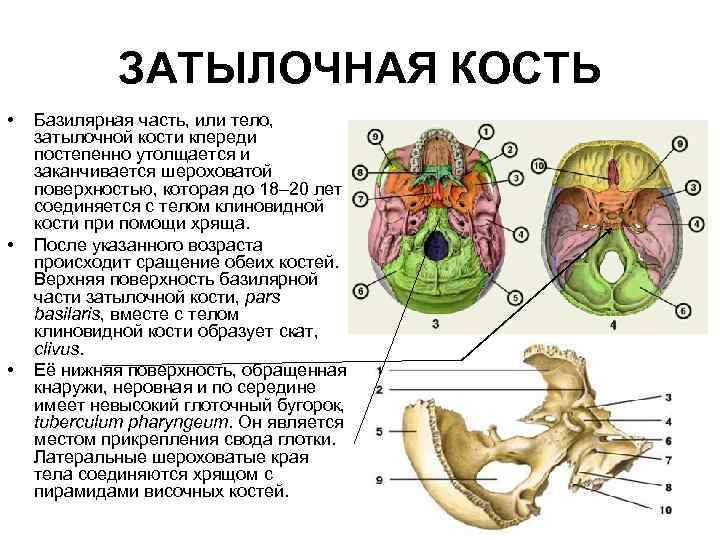 ЗАТЫЛОЧНАЯ КОСТЬ • • • Базилярная часть, или тело, затылочной кости кпереди постепенно утолщается